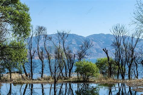 洱海裡為什麼會有樹？樹木在洱海中生長的奇異現象，是否僅僅是自然奇觀，抑或蘊含更深層次的科學解釋？